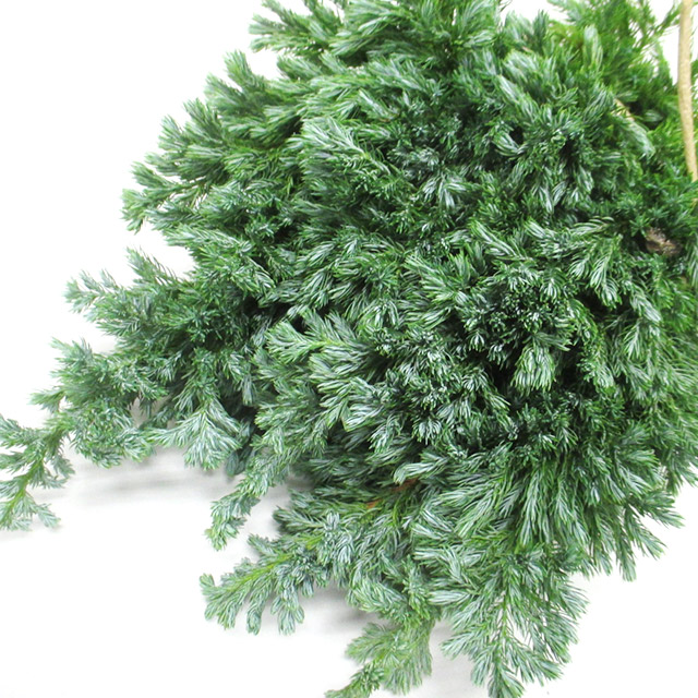 エダモノ ボール　バード 秀2L (その他)