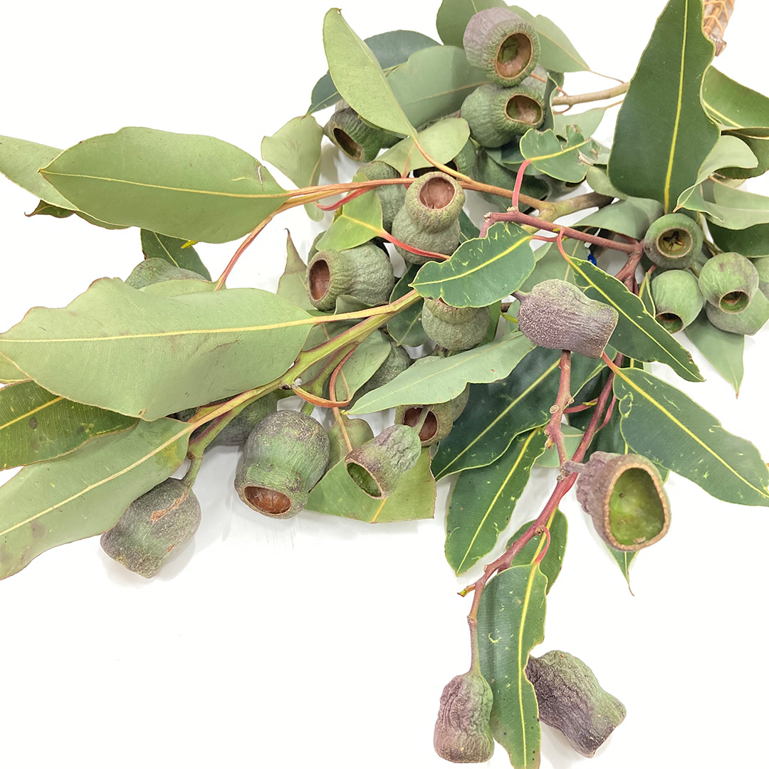 エダモノ ユーカリ ベルギーフレッシュ 40CM (その他)