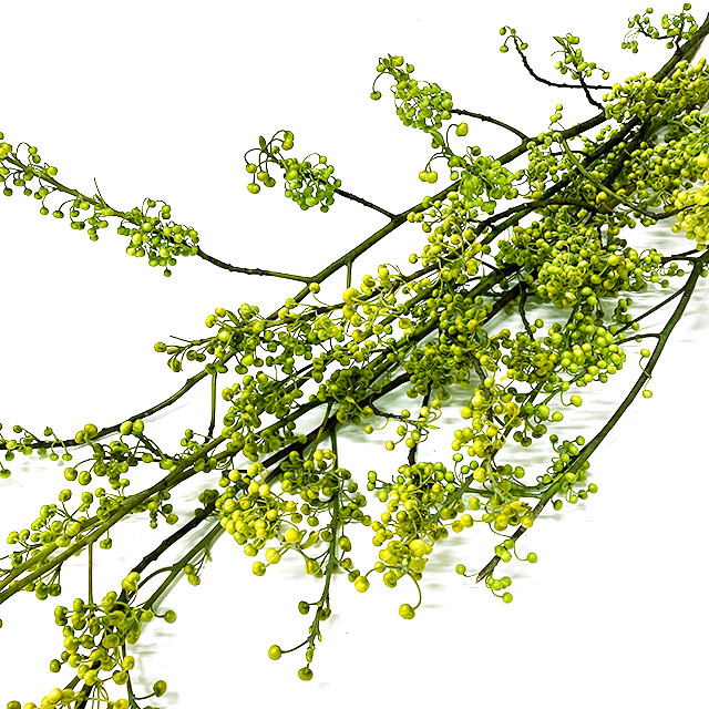 エダモノ アオモジ 80CM (緑)