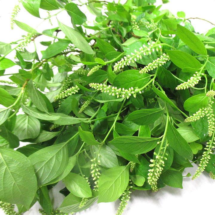 エダモノ 姫リョウブ 心咲 60CM (緑)