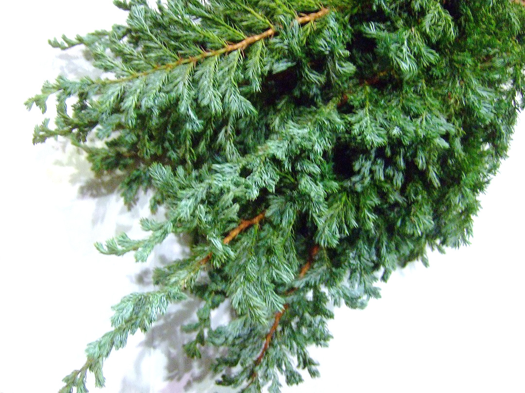 エダモノ ブルー　バード 40CM (その他)