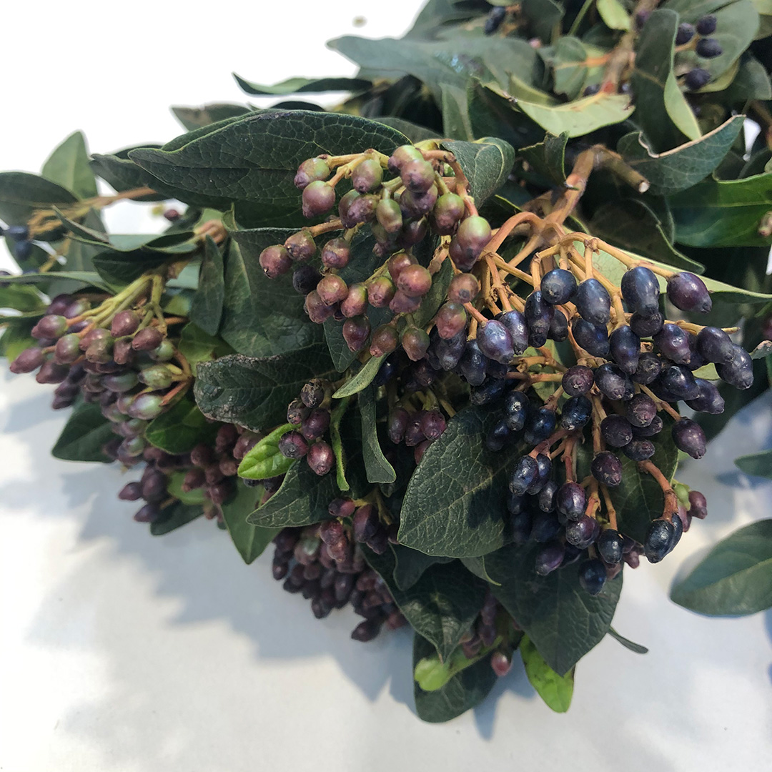 エダモノ テイナス 秀60 (紫)