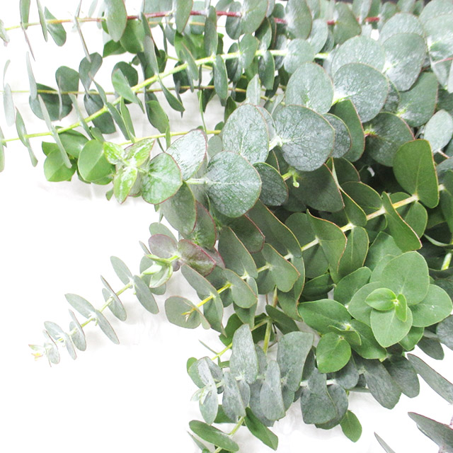 エダモノ 銀世界　L 推奨産地【予約メニュー】