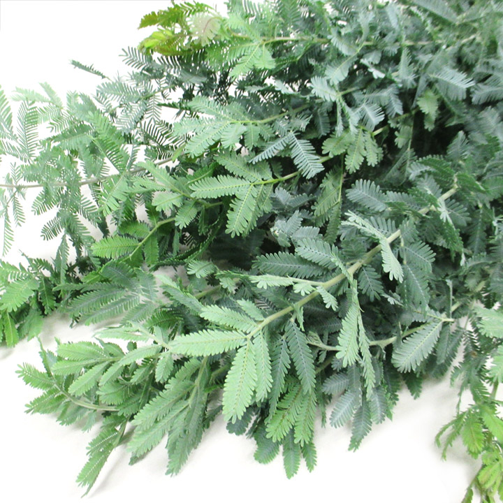 エダモノ 銀葉アカシア　L 推奨産地【予約メニュー】