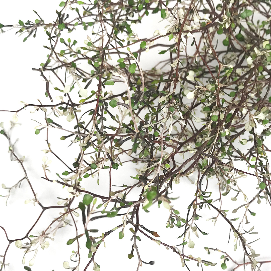 エダモノ コロキア ワイヤースター（コロキア） 80-70CM (その他)