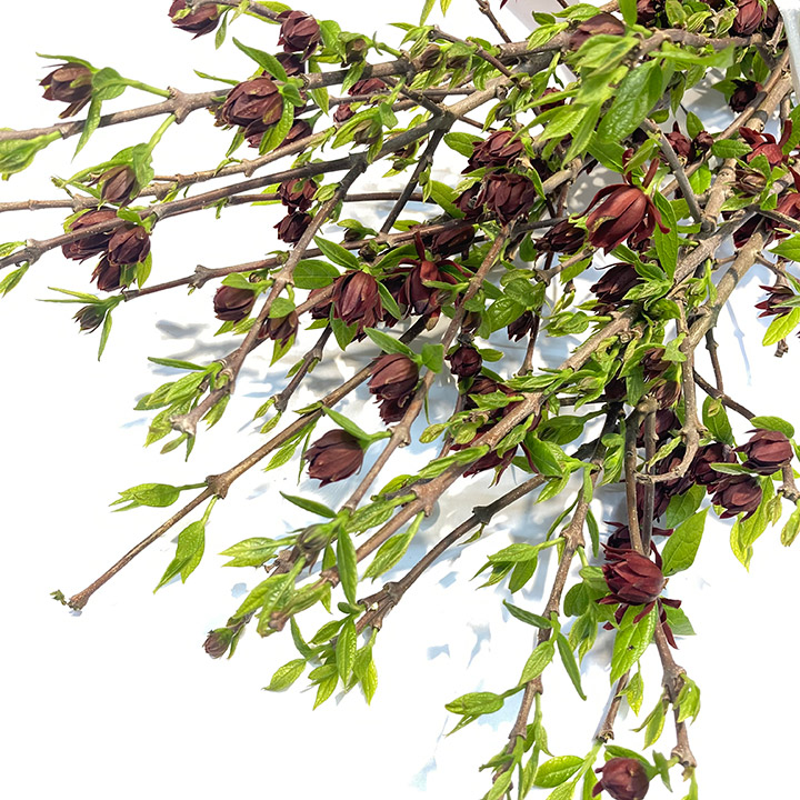 ウメ 黒花蝋梅 80CM (黒)