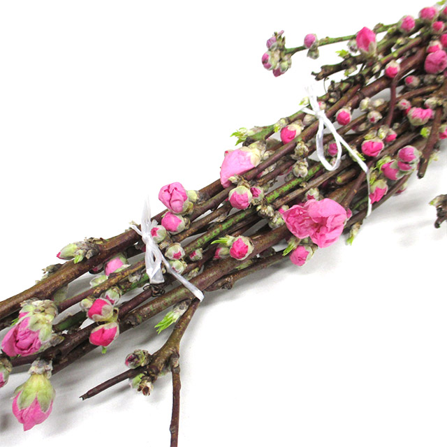 桃　2L 推奨産地【予約メニュー】