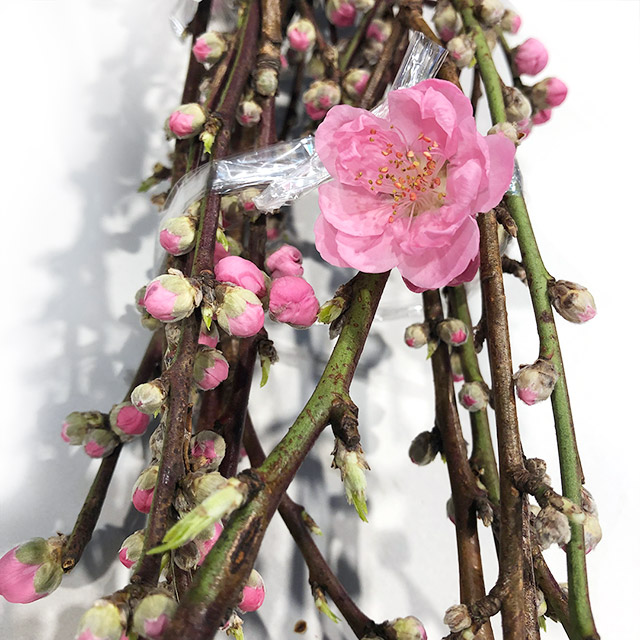 モモ シンヤグチ 90cm (ピンク)｜福岡店｜ハナノヒmarket | ハナノヒ