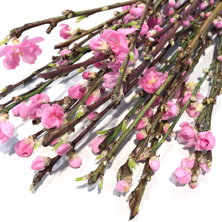 モモ ヤグチ 秀2L (ピンク)｜大阪店｜ハナノヒmarket | ハナノヒmarket