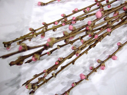 モモ アケボノ 秀L (ピンク)｜東京店｜ハナノヒmarket | ハナノヒ