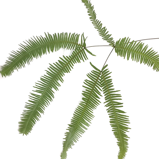 ハモノ ヤマシダ 4-  50 (緑)