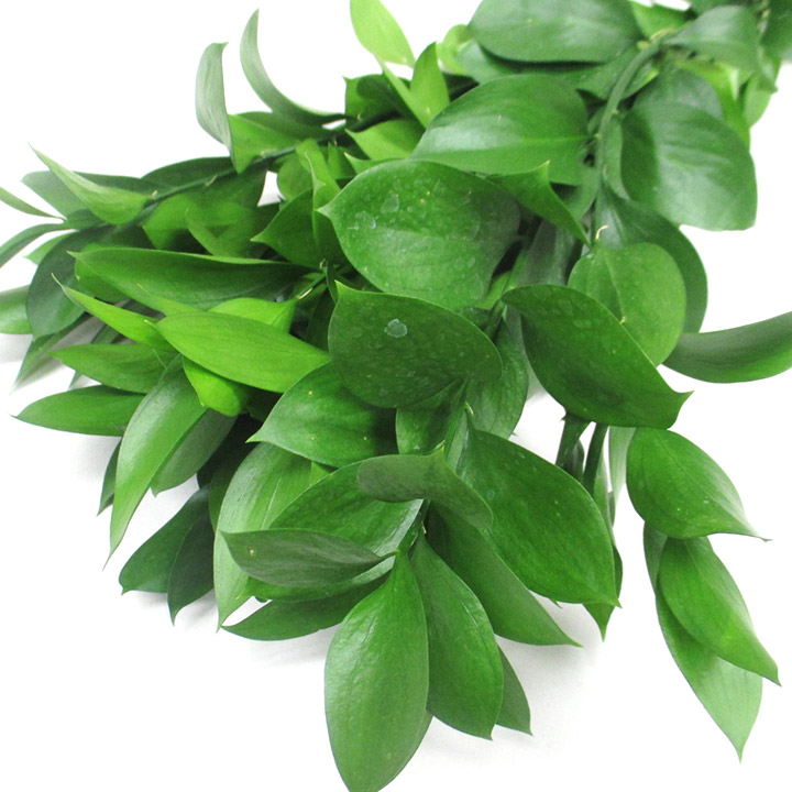 ハモノ ルスカス丸葉　L 推奨産地【予約メニュー】