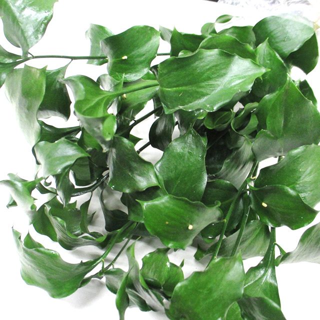 ハモノ ルスカススパイダー 55CM (緑)