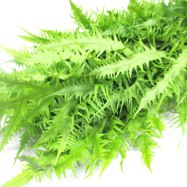ハモノ ヒリュウシダ 75CM (緑)｜大阪店｜ハナノヒmarket | ハナノヒ