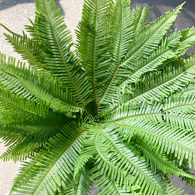 ハモノ アンブレラフアン 40cm (緑)｜東京店｜ハナノヒmarket