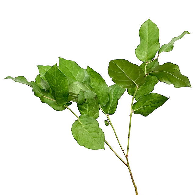 ハモノ レモンリーフチップス Ｌ (緑)