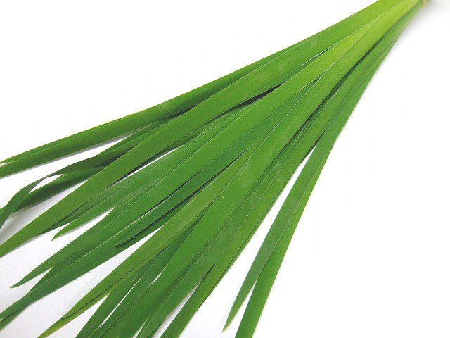 ハモノ オクラレルカ 80ｃｍ (緑)