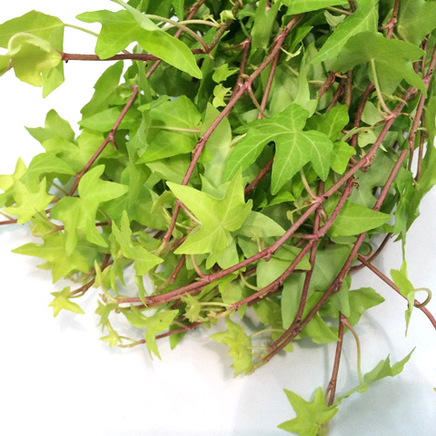 ハモノ アイビー　スターンテイラー　L 推奨産地【予約メニュー】