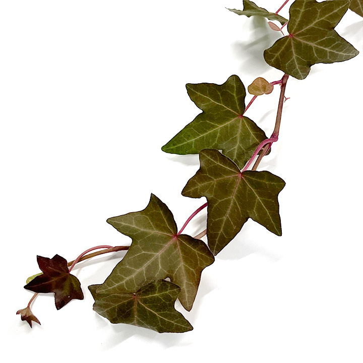 ハモノ オータムブラウン　L 推奨産地【予約メニュー】