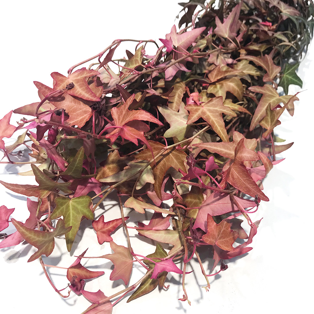 ハモノ ライトカーマン　L 推奨産地【予約メニュー】