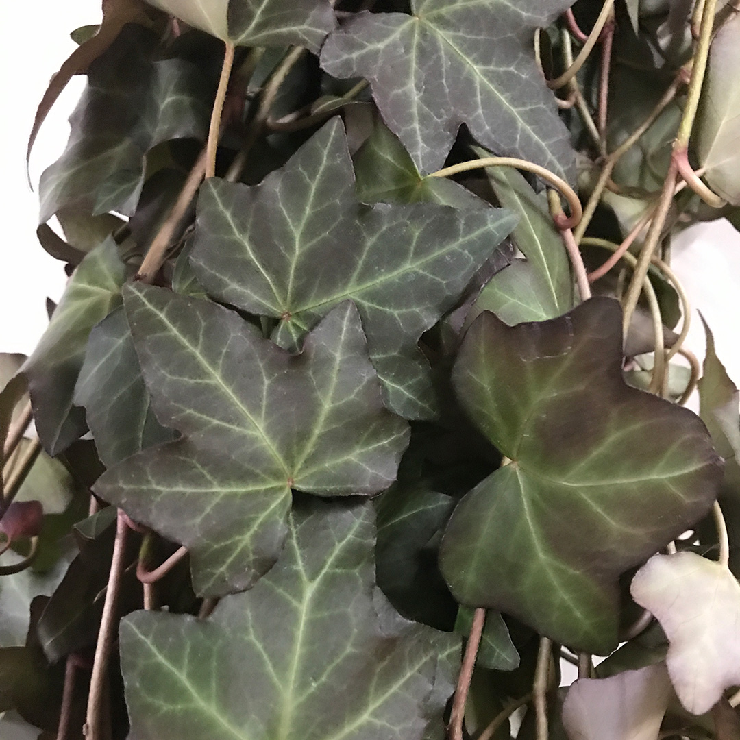 ハモノ ミッドナイト　　L 推奨産地【予約メニュー】