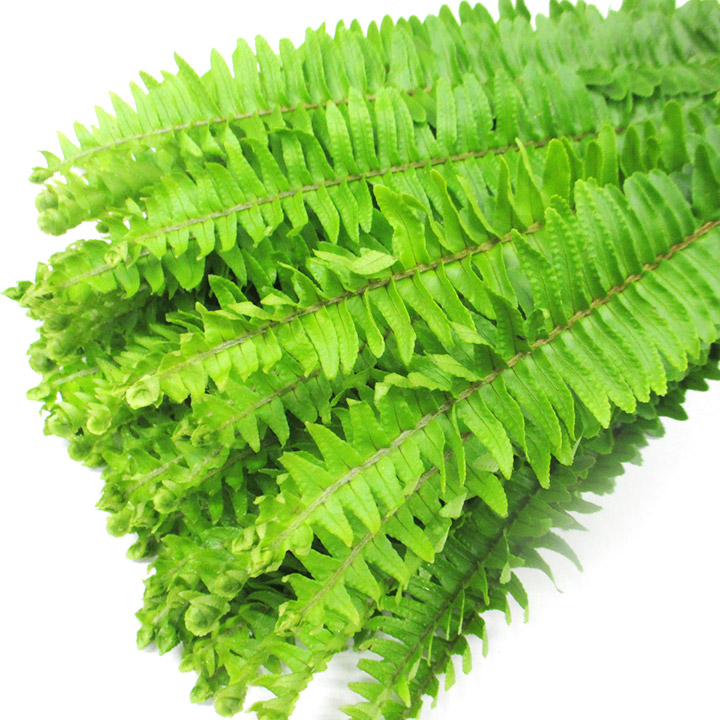 ハモノ タマシダ ＡＬ (緑)