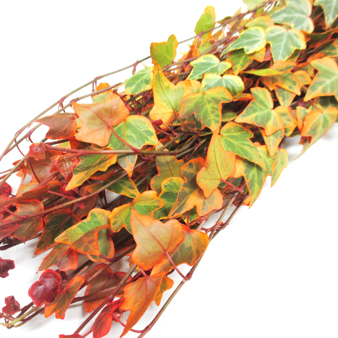 ハモノ パンプキン　　　L 推奨産地【予約メニュー】