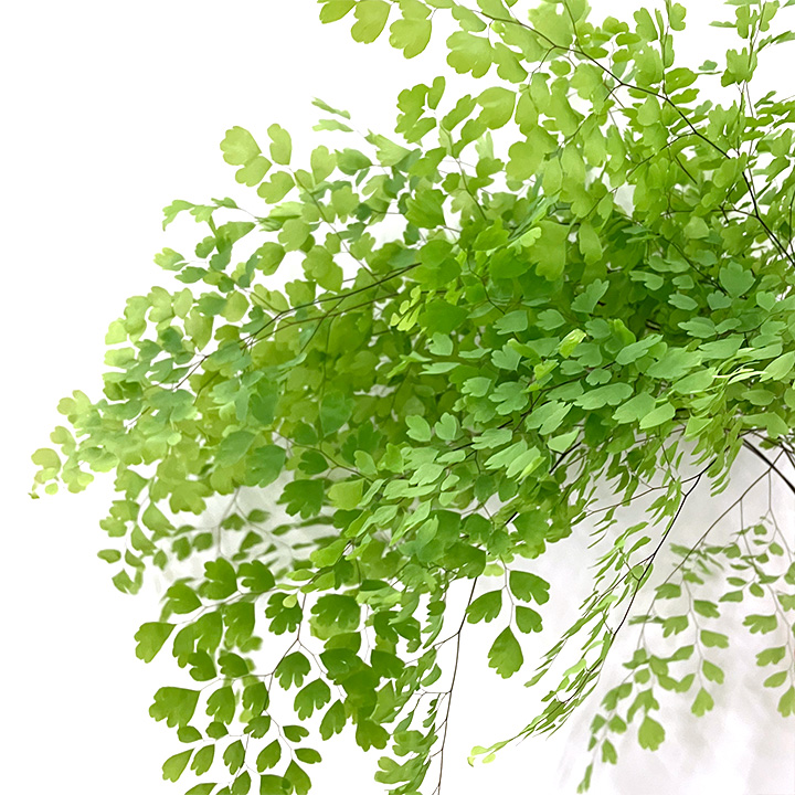 ハモノ アジアンタム　L 推奨産地【予約メニュー】