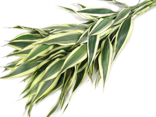 ドラセナ　ルイ サンデリア－ナ Ｍ (緑)