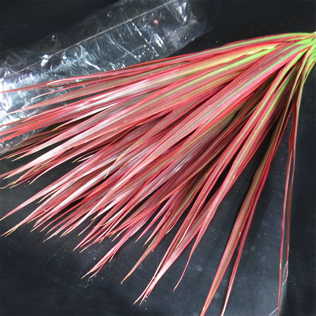 ドラセナ　ルイ レインボ－ 注60CM (その他)