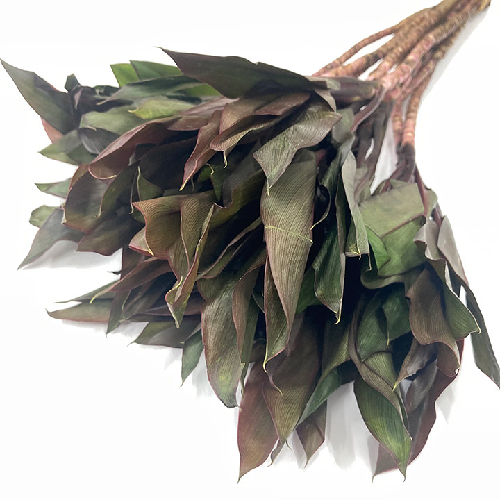 ドラセナ　コンパクタパープル  Ｌ 推奨産地